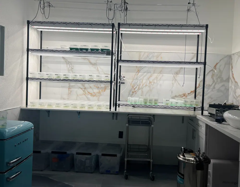 Cannabis tissue culture solving commercial cultivation problems