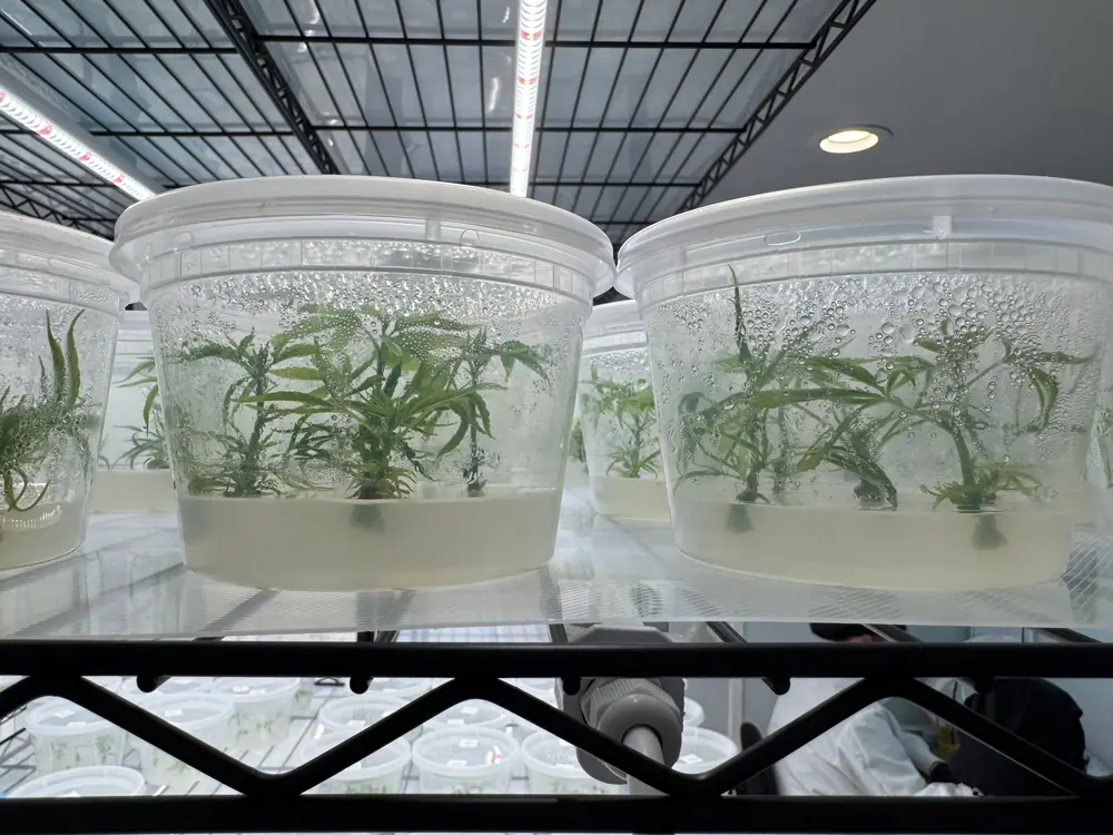 Advanced cannabis tissue culture work in a clean lab