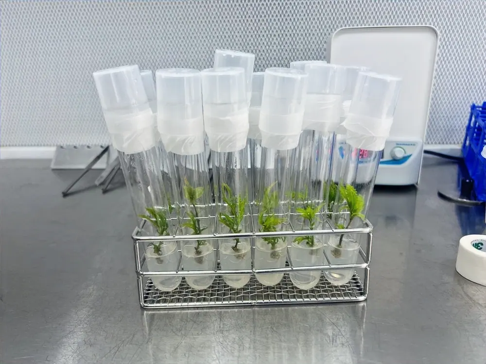 Cold-storage genetic banking for cannabis cultivars