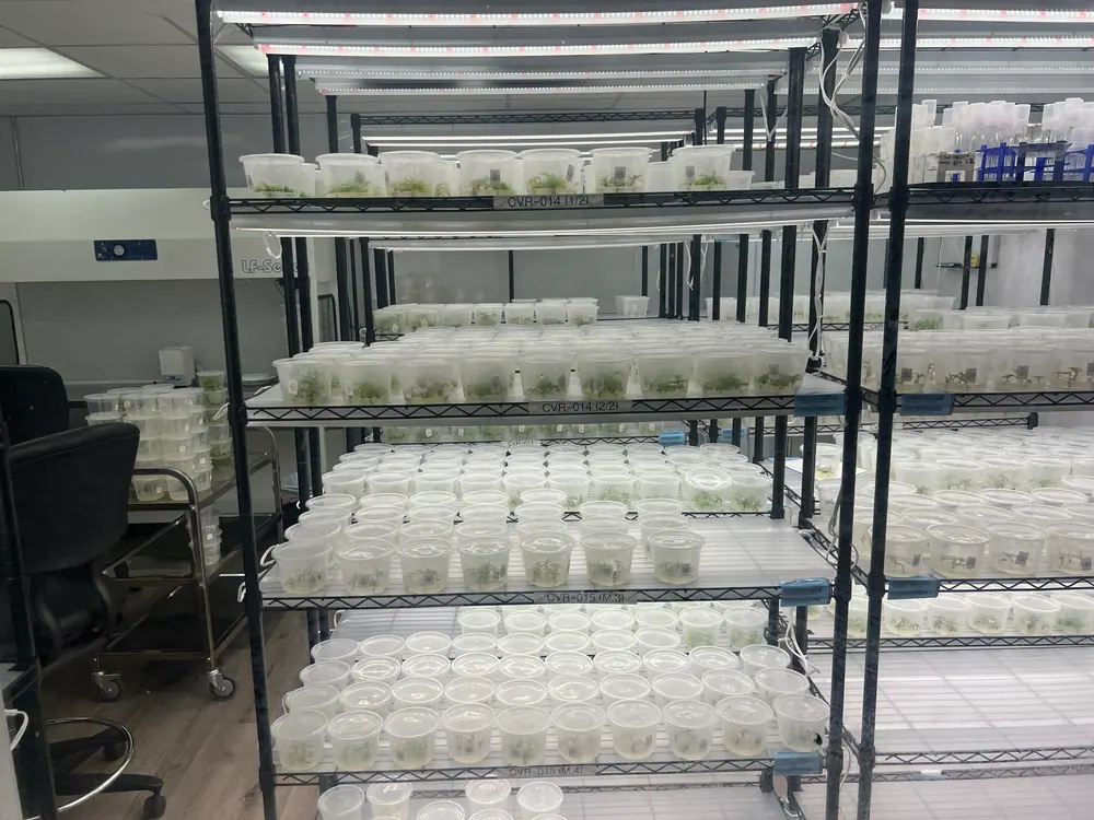 Cold storage and Gen-0 clones in a cannabis tissue culture lab