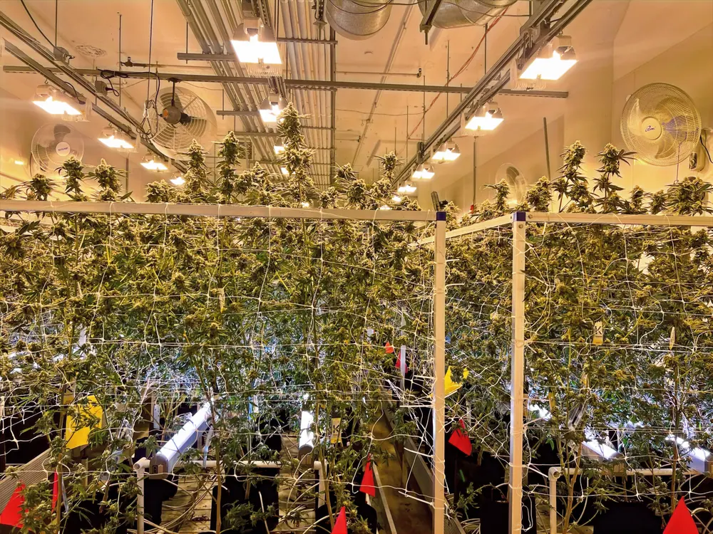 A cannabis tissue culture consultant at work in the lab