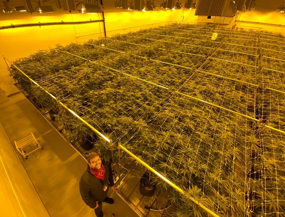 Cannabis flowers, comparing tissue culture with mother rooms