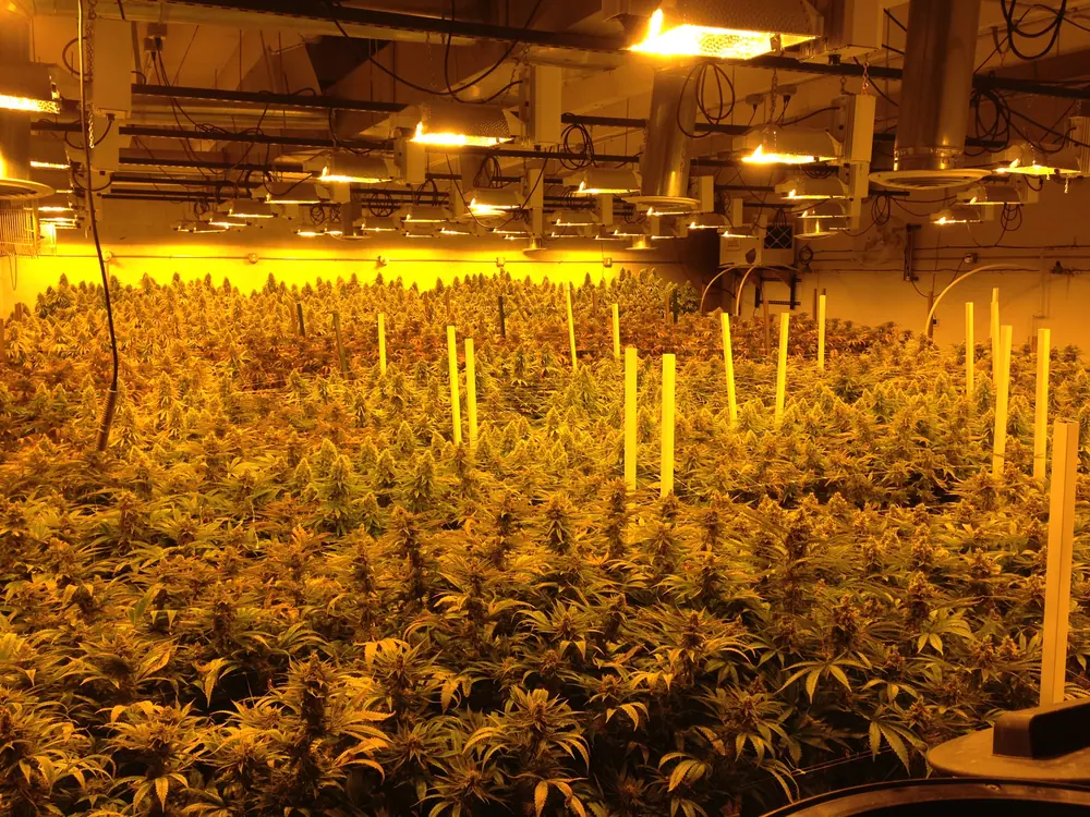 Cannabis plants in a production facility