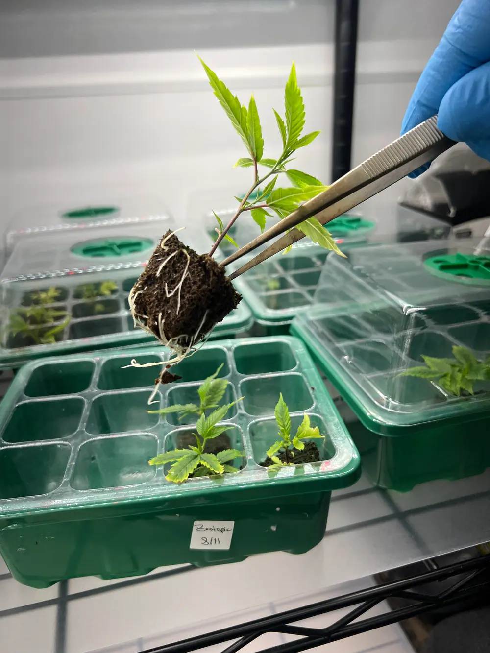 A clean Gen-0 cannabis clone produced through tissue culture