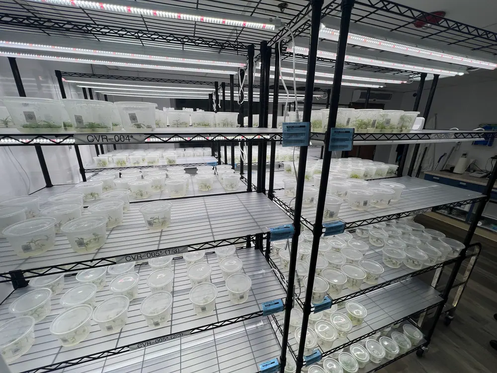 A clean-room cannabis tissue culture facility