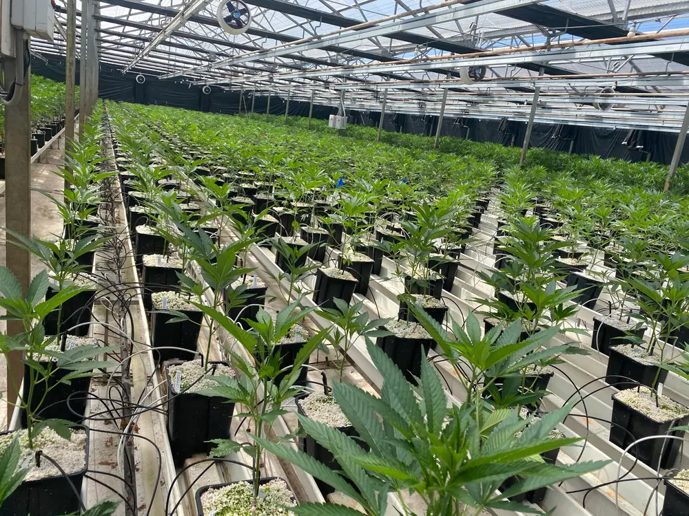 qPCR HLVd testing for cannabis clones