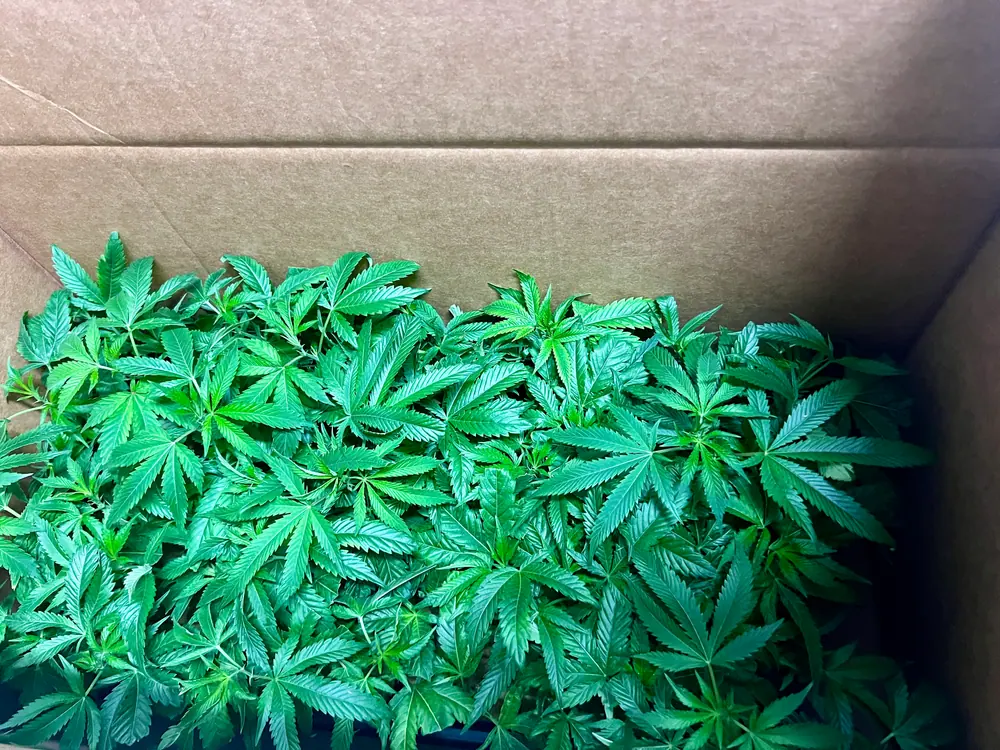 Cannabis clones compared with in-house tissue culture production