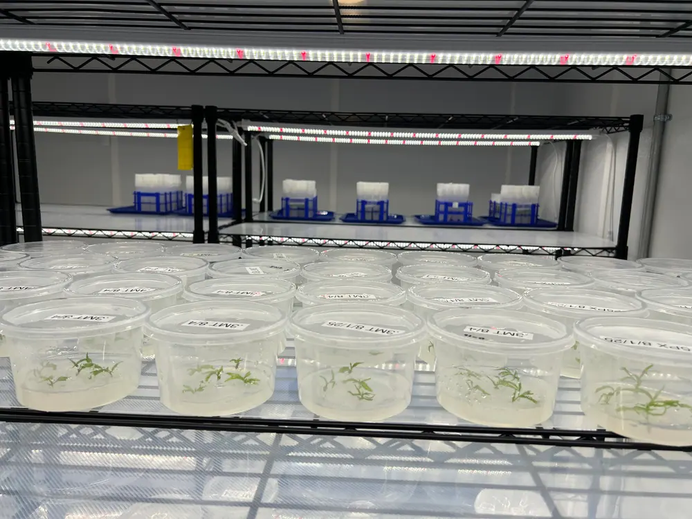 Clean-room cannabis tissue culture lab design and layout