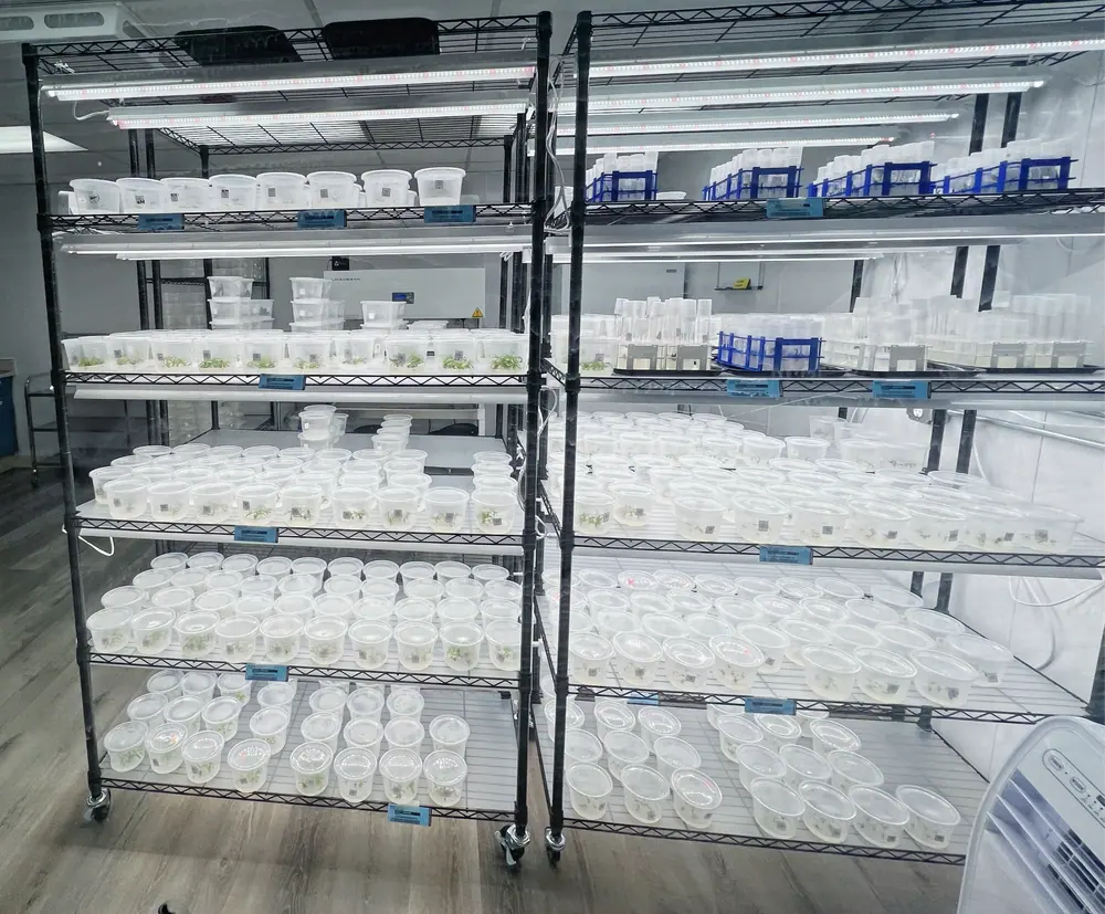 A cannabis tissue culture lab bench and equipment