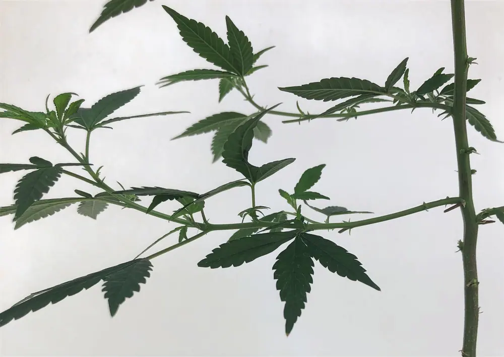 Meristem culture to eliminate HLVd in cannabis