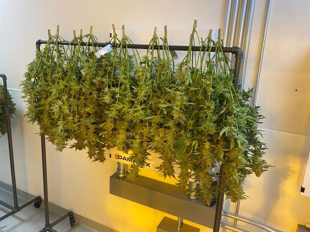 Cannabis plants in late flower before harvest