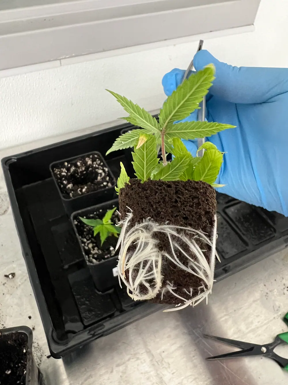 A gloved hand holding a rooted cannabis plantlet with a dense white root system over a propagation tray