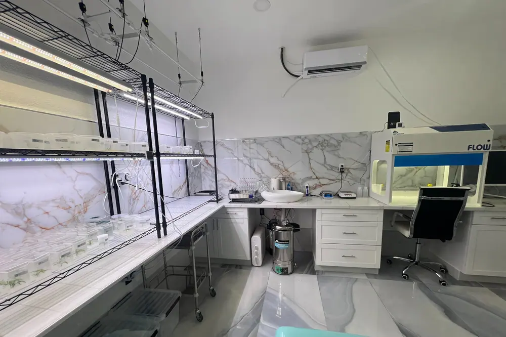 Cannabis tissue culture questions answered
