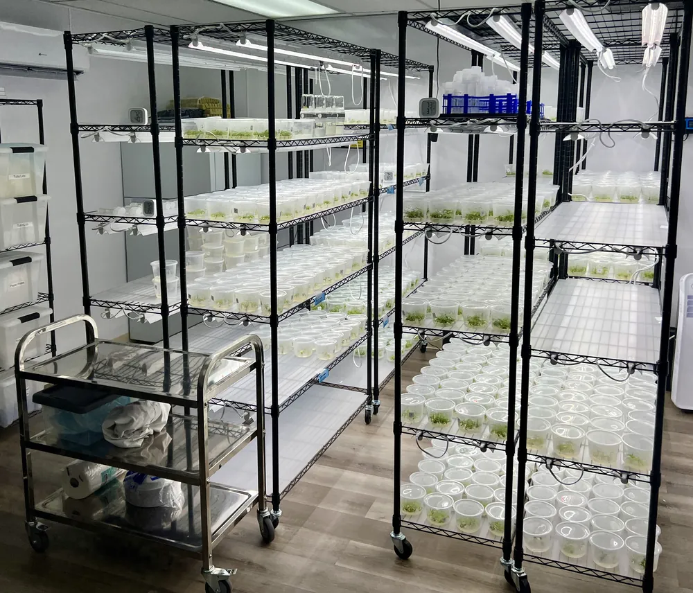 Full racks of cannabis tissue culture vessels under LED grow lights