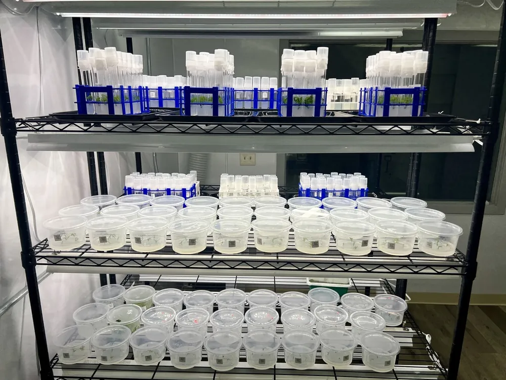 Shelves of tissue culture tube racks and cups at scale
