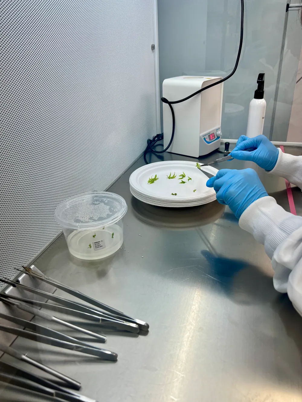 A gloved technician transferring cannabis explants with tweezers on a sterile plate, sterilized forceps laid out on the bench