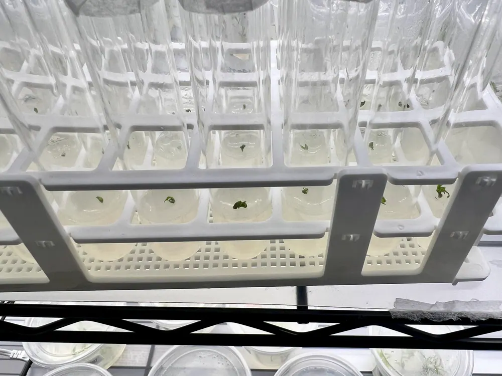 Freshly initiated cannabis explants in individual culture vessels of sterile media, racked under grow lights