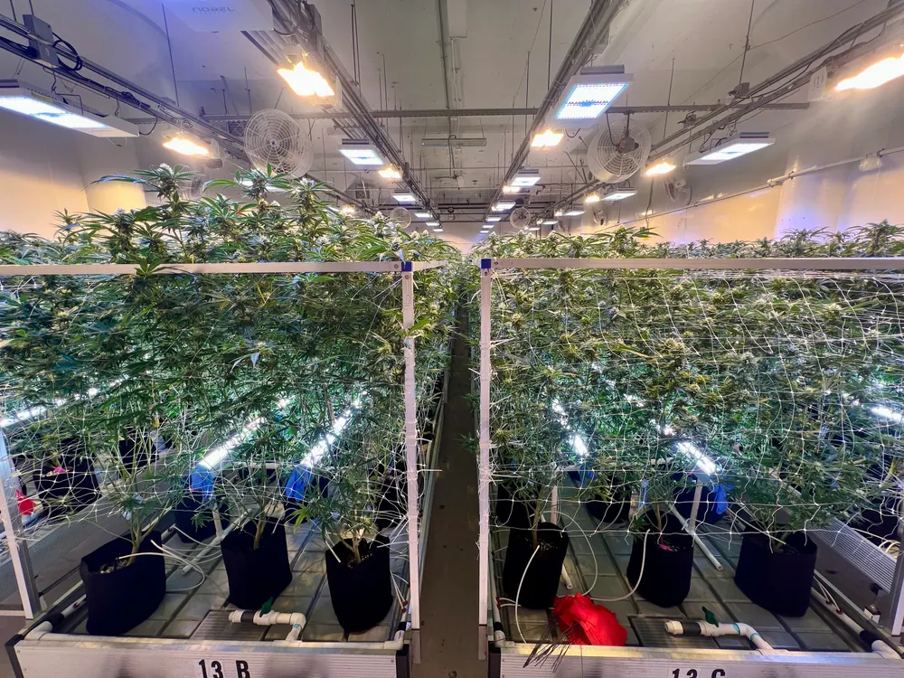 Two rows of mature cannabis canopy in fabric pots under lights in a commercial flower room, grown from clean tissue culture stock