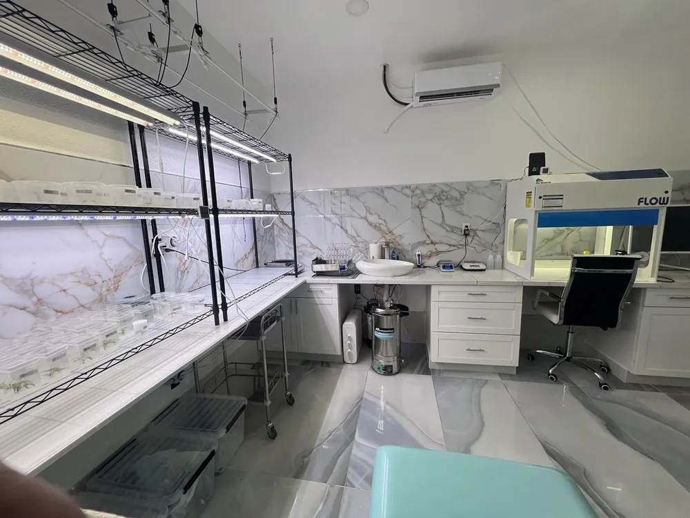 A finished in-house cannabis tissue culture lab with a laminar flow hood, marble work surfaces, and shelves of culture vessels under grow lights