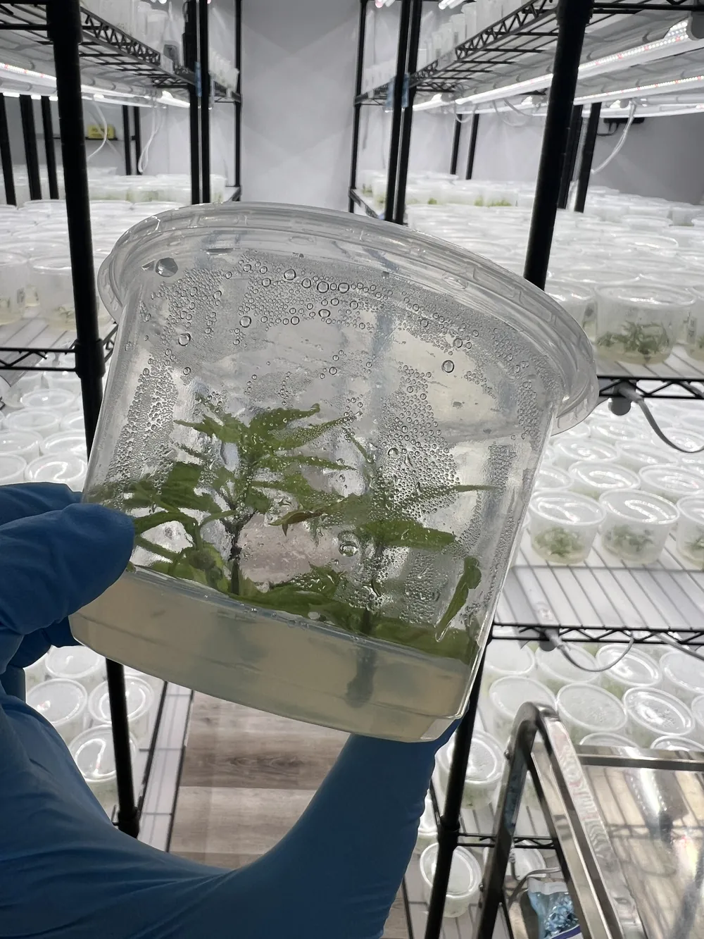 A vessel of plantlets held up with culture racks behind