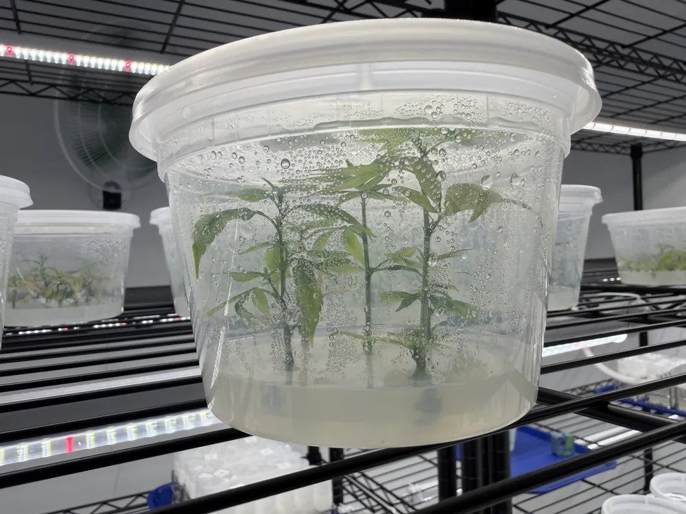 Healthy green cannabis plantlets in a clear vessel under grow lights