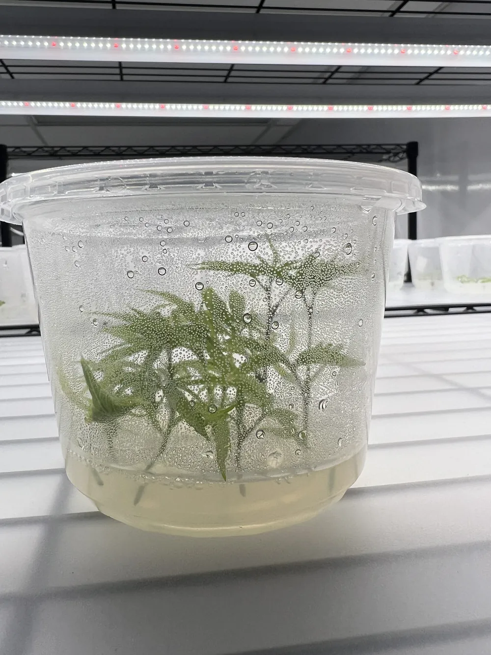 A clean vessel of multi-shoot cannabis plantlets on a lit shelf