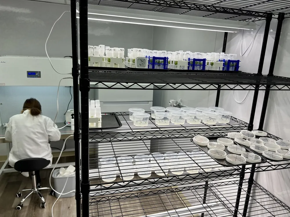 A lab tech working at the laminar flow hood
