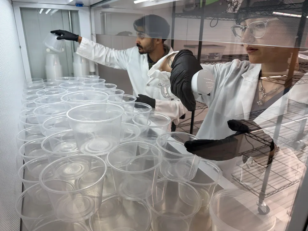 Two technicians in lab coats and hairnets working behind a rack of stacked tissue culture vessels at the flow hood