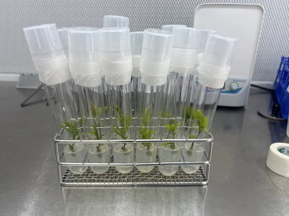 Cannabis plantlets rooting in a stainless test-tube rack