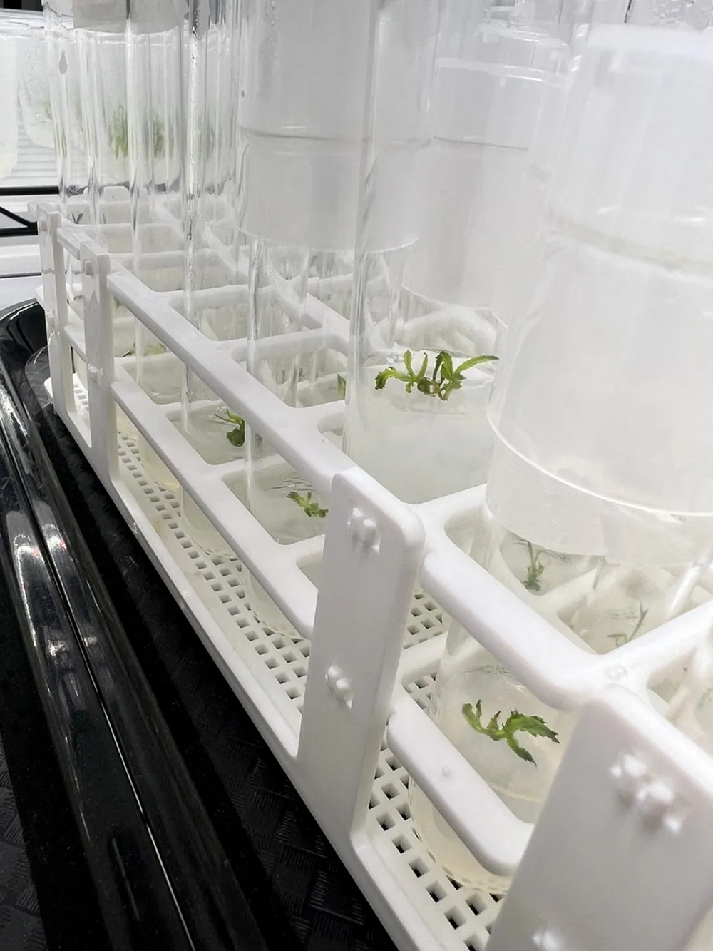 Cannabis plantlets rooting in a white test-tube rack