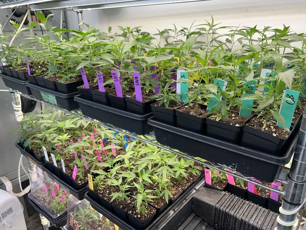 Trays of young cannabis plants hardened off under grow lights, each labeled with a colored cultivar tag