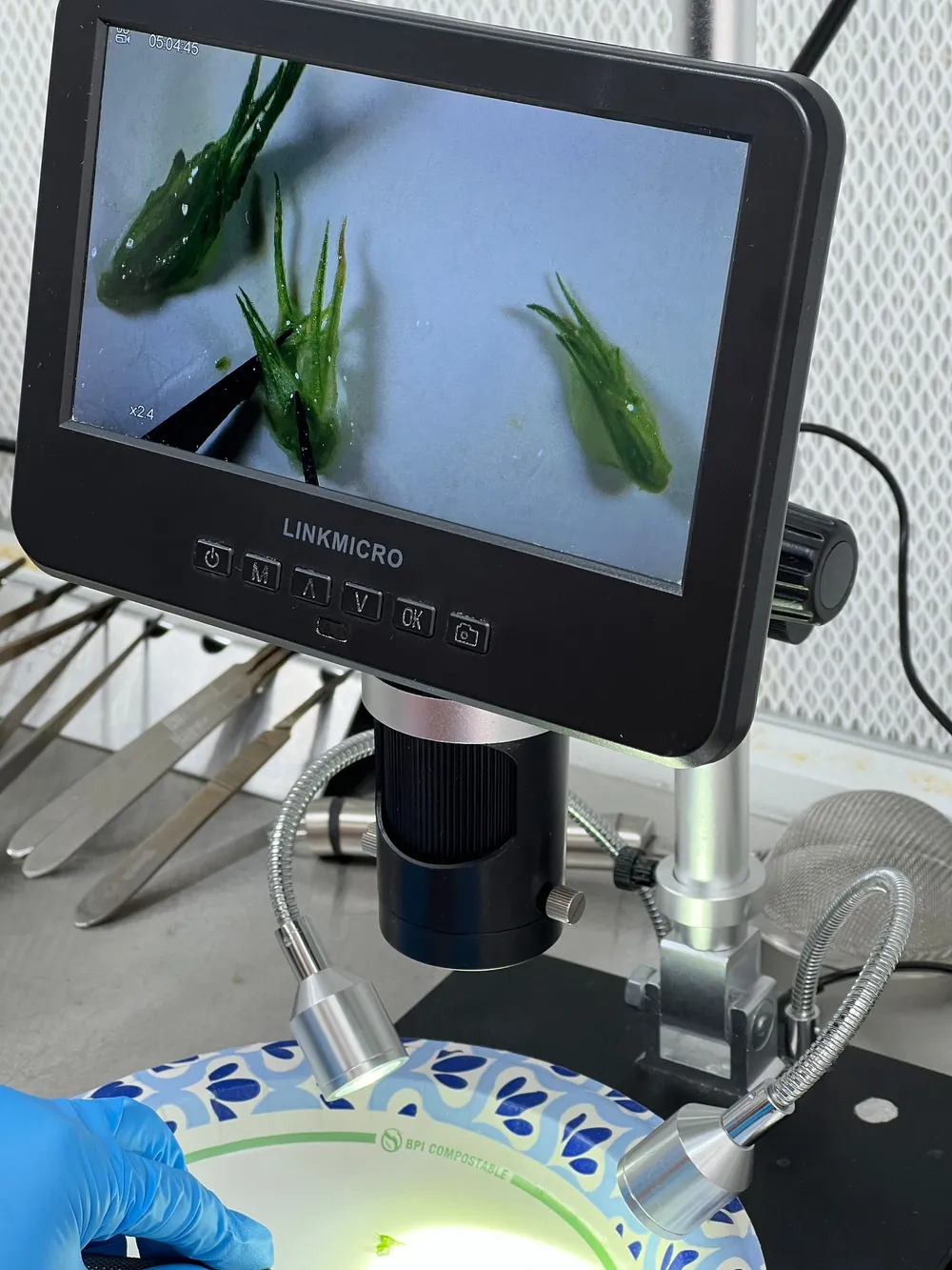 Meristem dome dissection under a digital microscope, showing the tip-meristem tissue used to produce virus-free, vigor-restored Gen-0 stock