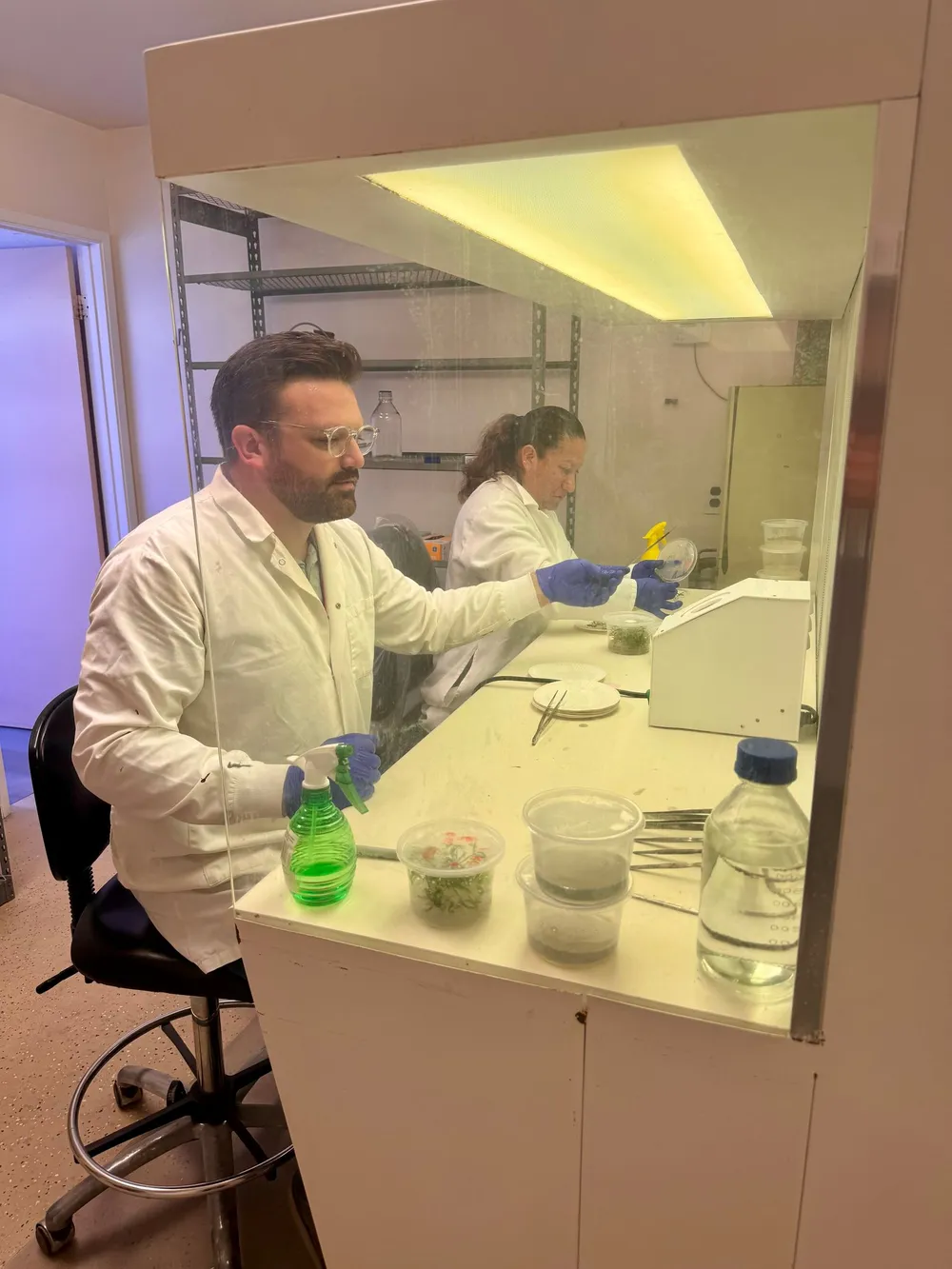 David Stormzand working at a laminar flow cabinet during a tissue culture lab rehabilitation, transferring clean cannabis explants