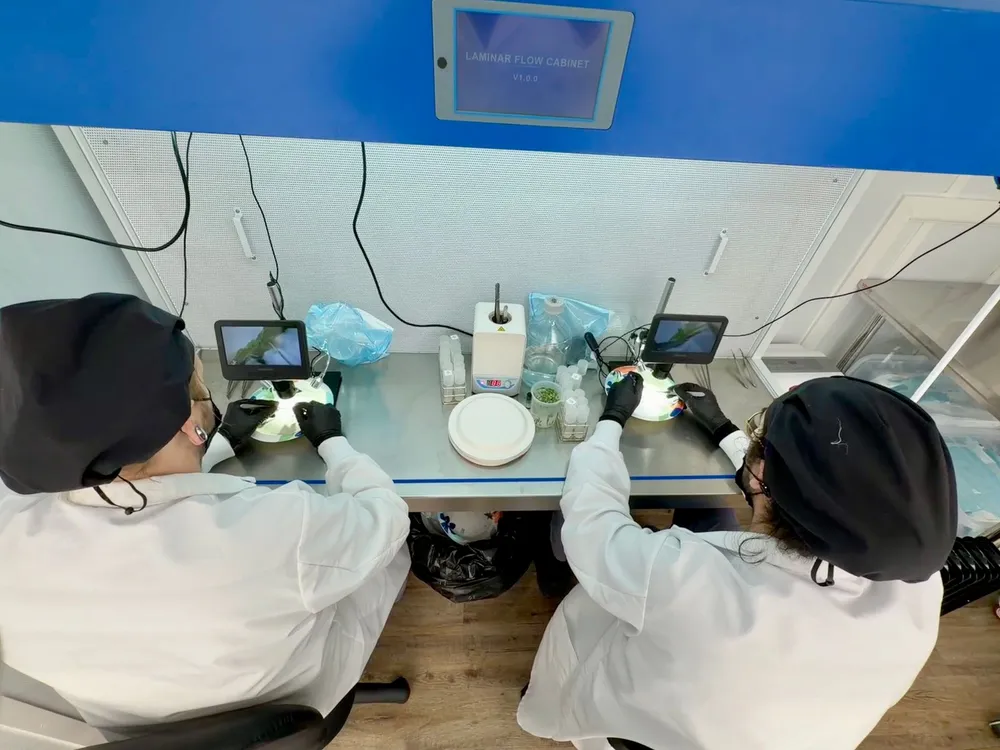 Two technicians in white lab coats and gloves working with stacked tissue culture vessels at a laminar flow hood
