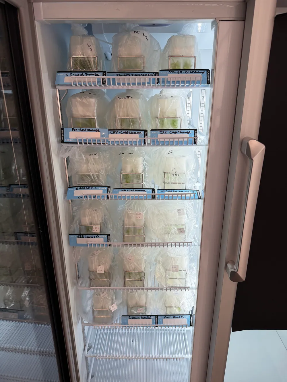 Bagged tissue culture vessels in a cold storage unit, each labeled with cultivar name and date, preserving clean Gen-0 stock indefinitely