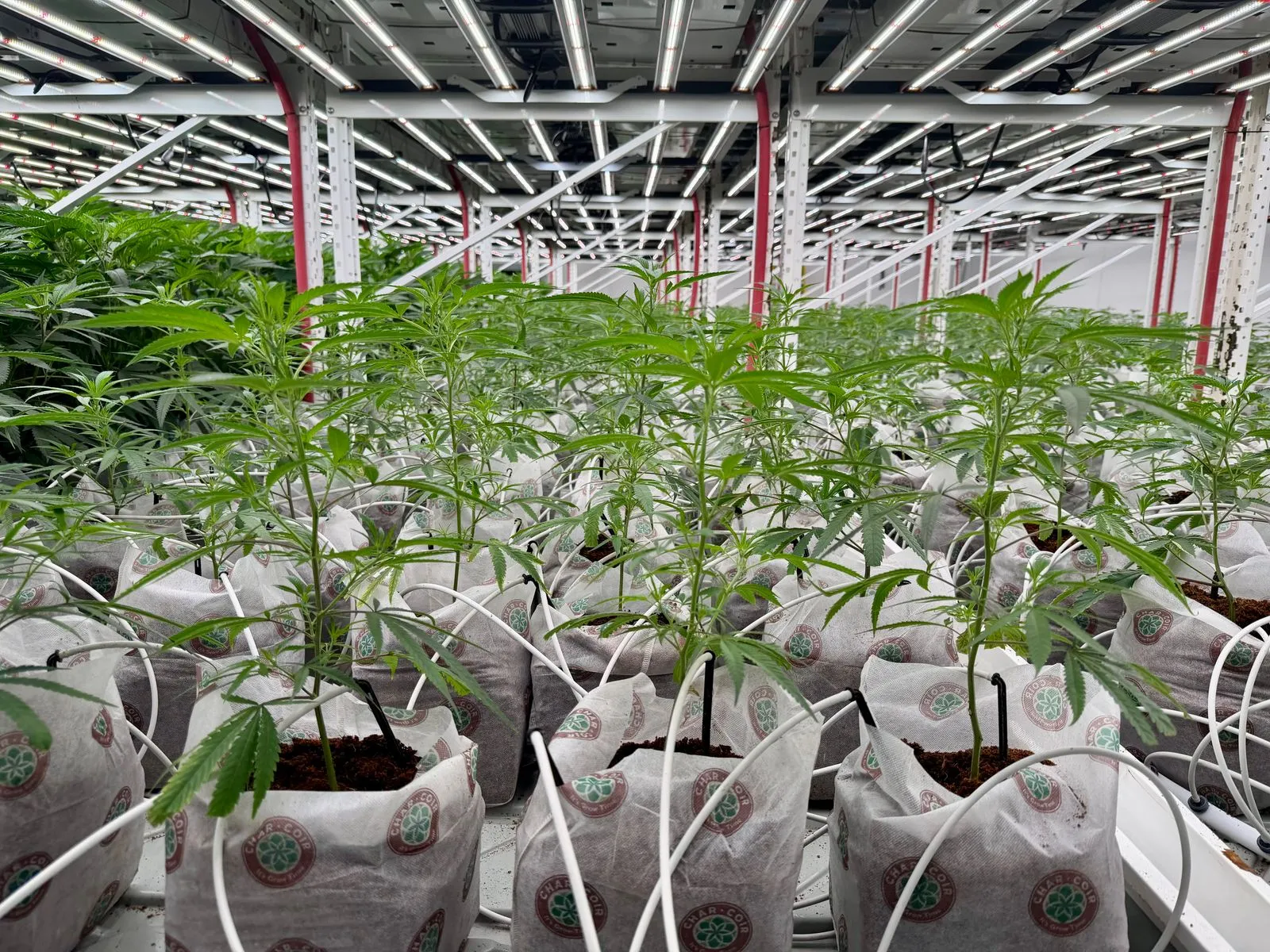 A commercial cannabis canopy in flower, grown from clean tissue culture stock, in a fully built operator facility